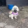 Patsy 💗 - @that.dog.patsy - TikTok