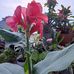 Patty Metz - Facebook