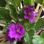 Patsy Meyer - @durfpd - Instagram