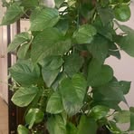 Patsy Moreno - Facebook