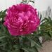 Patty Moyer - Facebook