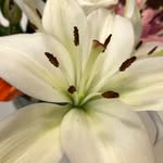 Patsy Livingstone Mullenax - @patsylivingstonemullenax - Instagram