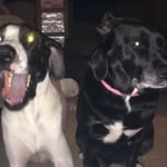 Patsy And Murphy - @patsy_murphy12 - Instagram