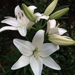 Patsy Nichols - @patsynichols8901 - Instagram