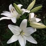 Patsy Nichols - @roadhog_19 - Instagram