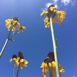 patsynoble - @pnoblegardens - Instagram