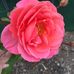 Patsy Northcutt - Facebook