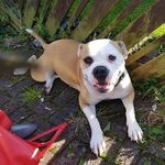 Patsy O’Neill - @patsyspups - Instagram