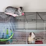 Patty Marleau, Tivali, Oswald, Carebear, Frog, & Snail Crawski - @craycraybeasts - Instagram
