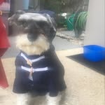 PatsyPeck_ The schnauzer - @patsypeck_theschnauzer - Instagram