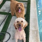 𝔸𝔻𝕍𝔼ℕ𝕋𝕌ℝ𝔼𝕊 𝕆𝔽 ℙ𝔸𝕋𝕊𝕐 & ℙ𝔼ℕℕ𝕐 - @patsy_and_penny - Instagram