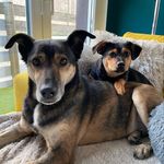 Pepper & Patsy - @woof2gether - Instagram