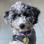 Patsy ❤️🐾 - @patsy_pickles_the_cockapoo - Instagram