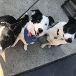 Zoe, Patsy, and Pippin🐾 - @border_collie_crew_zpp - Instagram