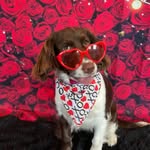 Patsy O - @patsypowerspringerspaniel - Instagram