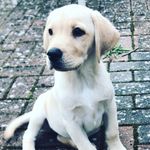 P  A  T  S  Y - @princess.puppy.patsy - Instagram