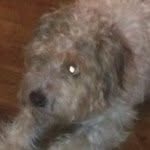 Patsy (millies Doggy)🐶🐶🐶🐶🐶 - @_patsyprincess_ - Instagram