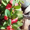 Cynthia - @patsy.purcell - TikTok