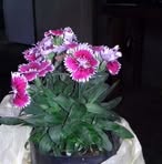 Patsy Quintero - Facebook