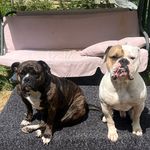 🐶Rock & Patsy 🐶 - @rock_et_patsy_oeb - Instagram