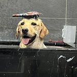 Patsy Ross - @harleychix2009 - Instagram