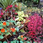 Patsy Roy - @patsy_roy - Instagram