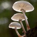 Patsy Ryan - @patsy.ryan.33 - Instagram