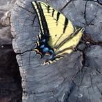 Patsy Sanchez - Facebook