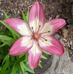 Patsy Shreve - Facebook