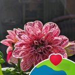Patsy Shreve - Facebook