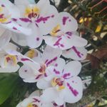 Pat Slaughter - @slaughter3529 - Instagram