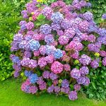 Patsy Walsh - @patsywalsh1 - Instagram