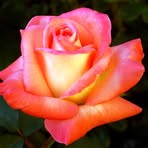 Patsy Wesley - Facebook