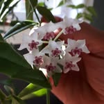 Patsy Wheeler-Collins - @patsywheelercollins - Instagram