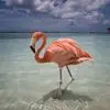 Patty Wheelock - @patty.wheelock - TikTok