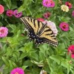 Patsy Whitehead - Facebook