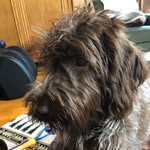 Patty Wiley Hart - @willaboowigglebutt - Instagram