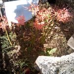 Patsy Yates - @patsy.yates.52 - Instagram