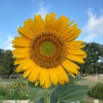 Patterson Park Community Garden - @pattersonparkcommunitygarden - Instagram