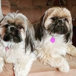 Patti Abbott - @abbottp73 - Instagram