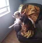Patti Chamberlain Brezner - Facebook