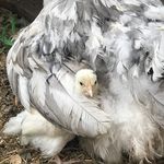 Patti Covington - @palecove - Instagram
