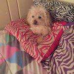 Patti Cunningham Flowers - @patti4816 - Instagram