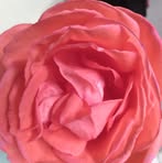 Patty Dotson - Facebook