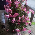 Patty Dotson - Facebook