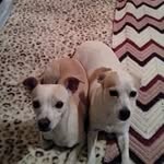 Patty Downs - @pld800 - Instagram