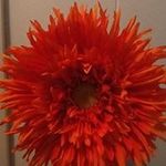 Patti Drew - @pattikdrew - Instagram