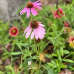 Patti Ehrhardt - @pare.1980 - Instagram