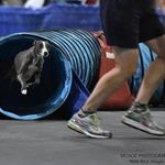 Patty Ewing - @whippet_path - Instagram