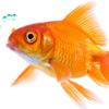 patti Fish - @pattifish2 - TikTok